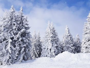 Snow covered trees against sky