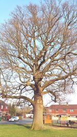 Bare trees against sky