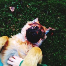 High angle view of teddy bear on land