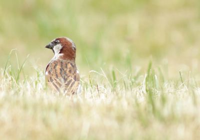 Close-up of bird perching on grass