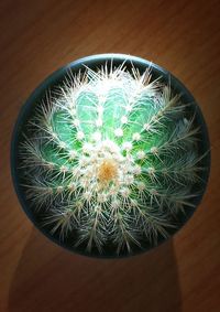 High angle view of succulent plant on table