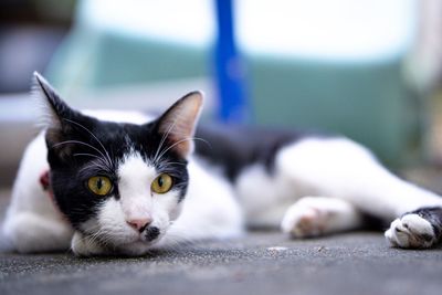 Close-up portrait of a cat