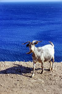 Sheep standing by sea against clear sky