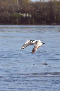 Seagull flying over lake