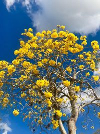 Low angle view of yellow flower tree