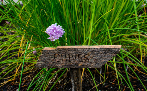 Close-up of purple flower on field