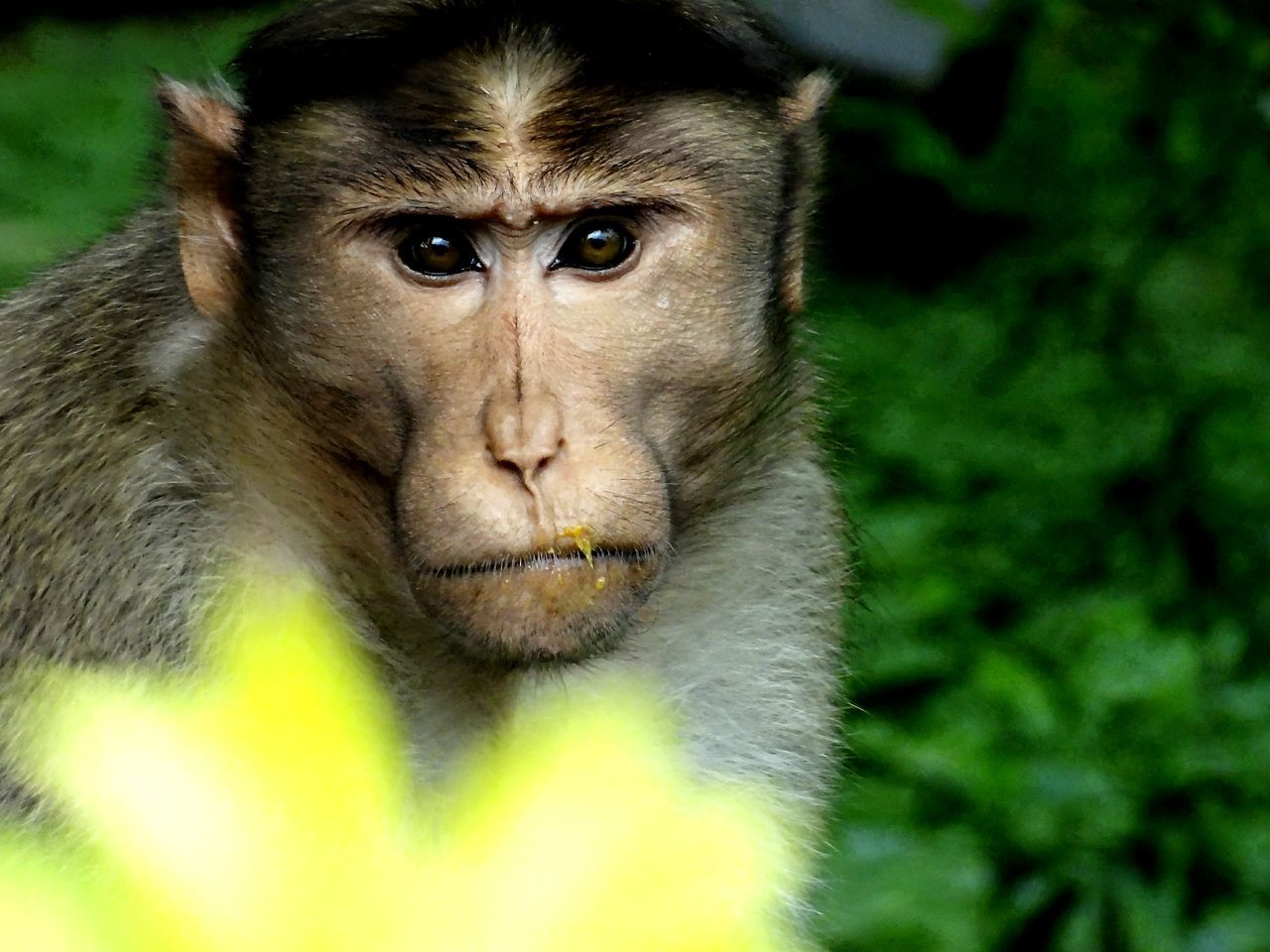 animal themes, one animal, portrait, looking at camera, mammal, focus on foreground, close-up, wildlife, animals in the wild, selective focus, whisker, front view, monkey, outdoors, pets, staring, day, no people, sitting, animal head