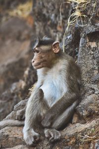 Monkey sitting on rock