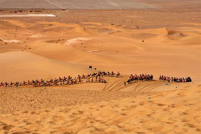 People riding camels on sand dune