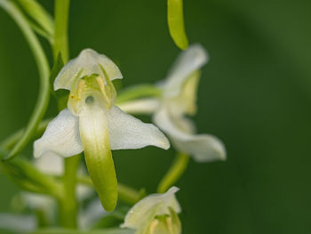 Close-up of flowering plant