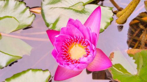 Close-up of pink flowers