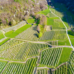 High angle view of corn field