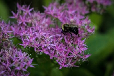 Close-up of honey bee on pink flower