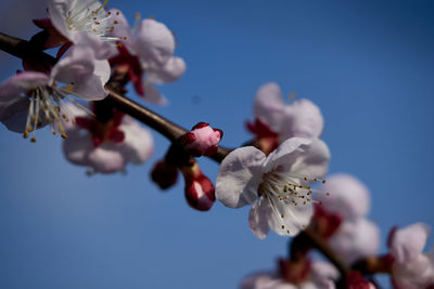 Low angle view of cherry blossom against blue sky