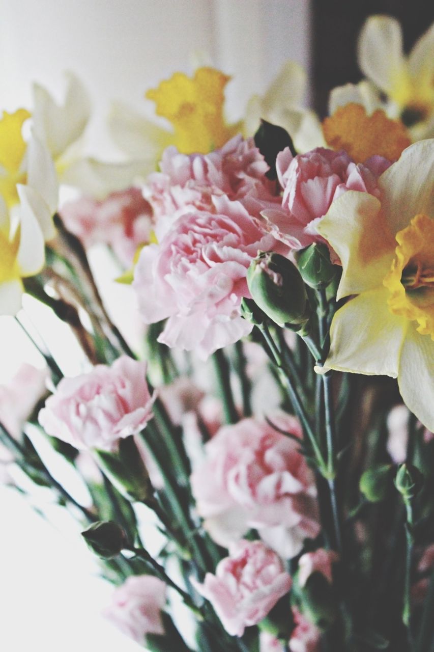 flower, freshness, petal, fragility, flower head, beauty in nature, growth, close-up, nature, pink color, blooming, indoors, plant, focus on foreground, bunch of flowers, in bloom, blossom, selective focus, botany, no people