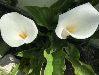 Close-up of white rose flower