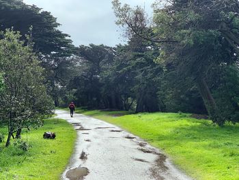 Rear view of person walking on street amidst trees