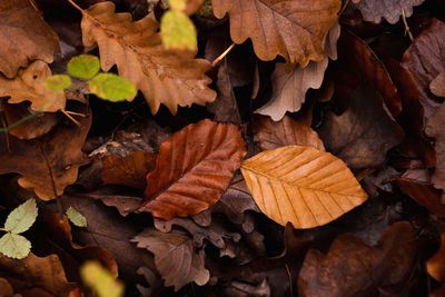 Close-up of dry leaves