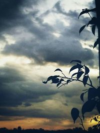 Low angle view of silhouette tree against sky