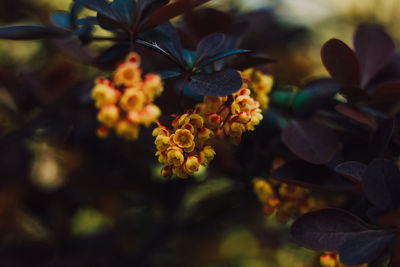 Close-up of purple flowering plant