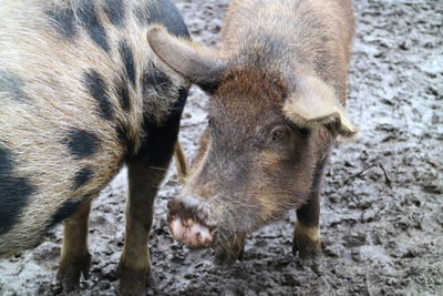 pig