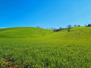 Scenic view of agricultural field against clear blue sky