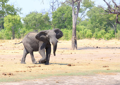 Elephant walking on a land