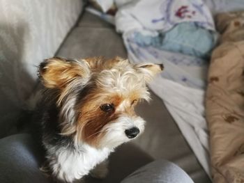 Close-up of dog relaxing on bed at home