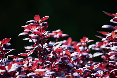 Close-up of red flowering plant during autumn
