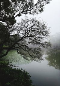 Tree by lake against sky