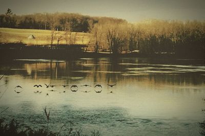 Reflection of trees in lake