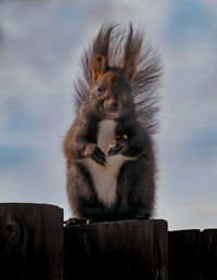 Close-up of squirrel on wooden post