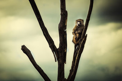 Close-up of a bird perching on branch