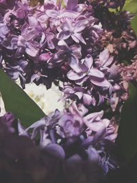 Close-up of purple flowers