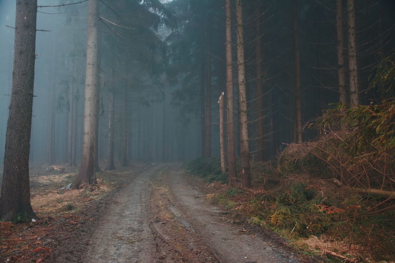 forest, tree, tree trunk, nature, no people, tranquility, outdoors, fog, scenics, landscape, beauty in nature, day