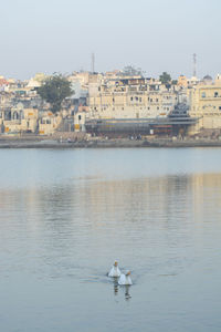 View of seagulls on sea against buildings