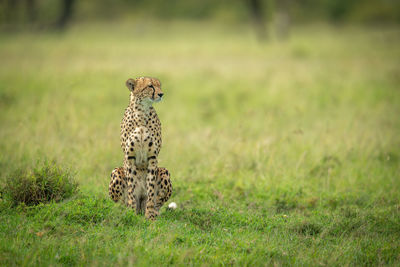 Cheetah sits on short grass staring right
