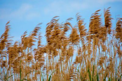 Close-up of wheat growing on field against sky