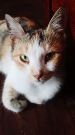 Close-up portrait of cat relaxing on floor