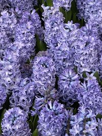 Full frame shot of purple flowering plants