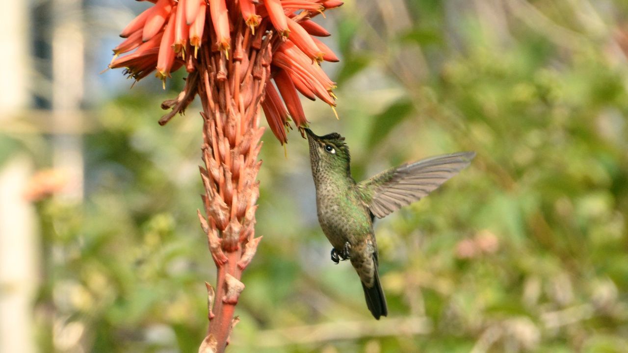 CLOSE-UP OF BIRD FLYING OVER A FLOWER