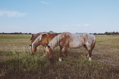 Horses grazing on field against sky