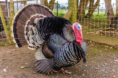 Close-up of rooster in cage