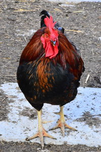 Close-up of rooster