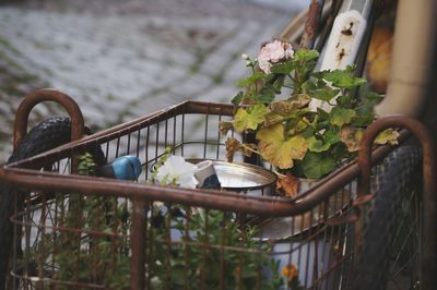 High angle view of plants in metal basket in yard