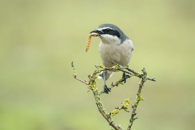 Close-up of bird perching on tree