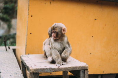 Monkey sitting on wood