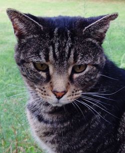Close-up portrait of cat