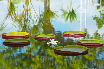 Close-up of lotus water lily in lake