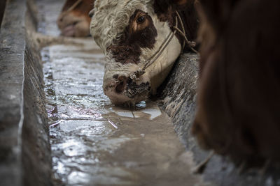 Close-up of cow